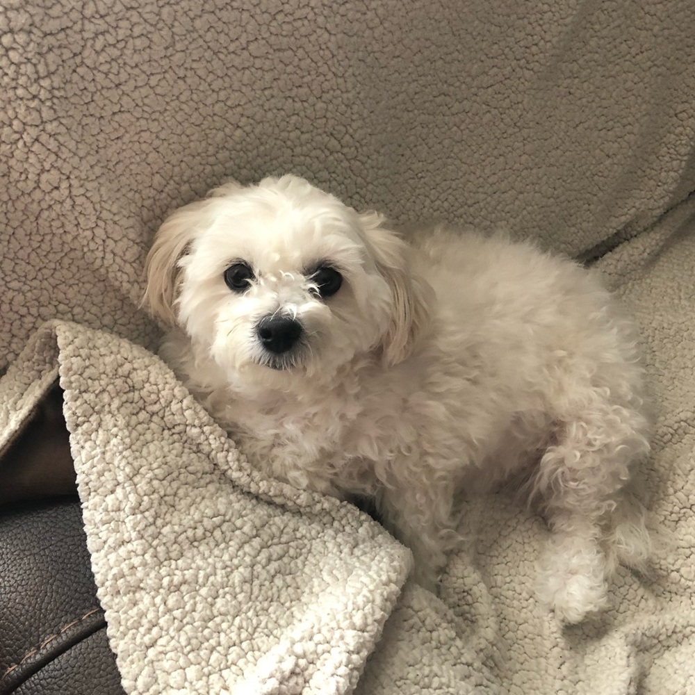 Meet your Posher, Teddy